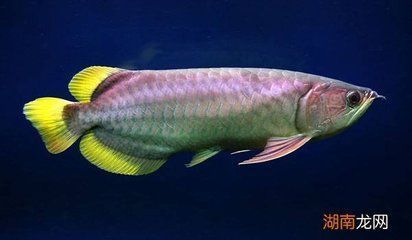 龍魚眼睛有白斑，龍魚眼睛出現白斑可能由多種因素引起龍魚眼睛白斑的原因