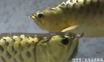 龍魚眼睛有白斑，龍魚眼睛出現白斑可能由多種因素引起龍魚眼睛白斑的原因