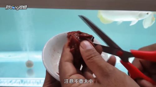 龍魚如何養殖？：養殖龍魚的注意事項