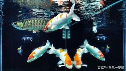 龍魚和冷水魚混養的可能性（龍魚不是冷水魚，龍魚和冷水魚混養時需要注意什么）