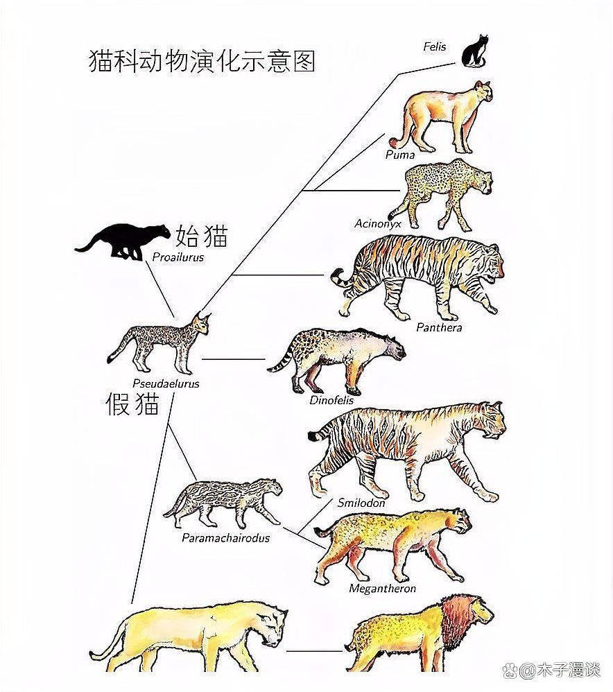 老虎為什么不攻擊貓