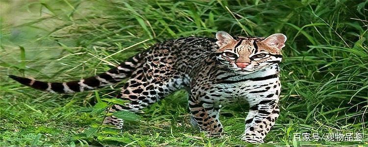 老虎為什么不攻擊貓