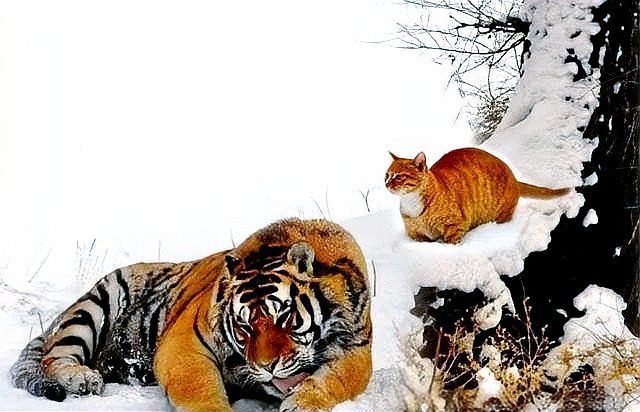 老虎為什么不攻擊貓