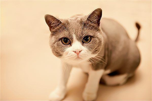 老虎為什么不攻擊貓