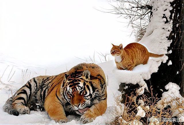 老虎為什么不攻擊貓