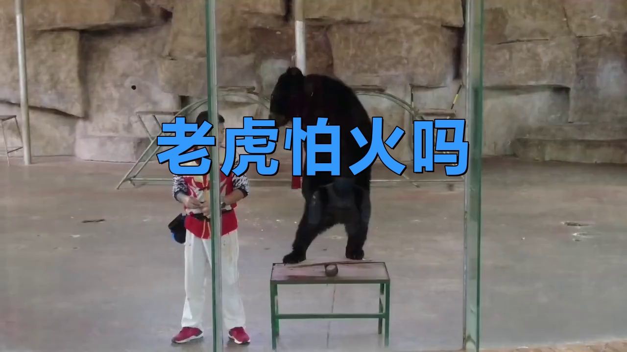 老虎怕不怕光和火 老虎怕不怕光和火 龍魚百科 第1張