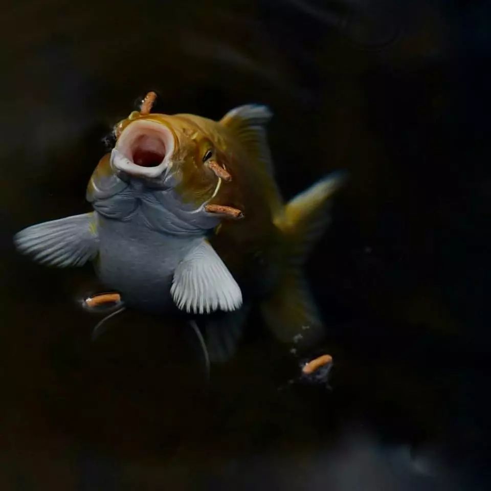 龍魚缸最小尺寸：養龍魚最小需要的魚缸尺寸