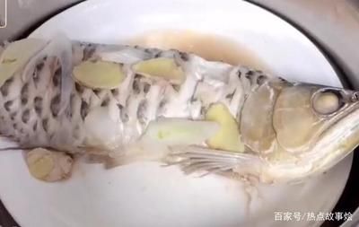 龍魚一個月不吃凍蝦了會死嗎：龍魚一個月不吃凍蝦了會死嗎？