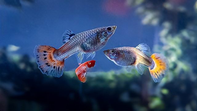 金龍魚受傷期間需要停食嗎？