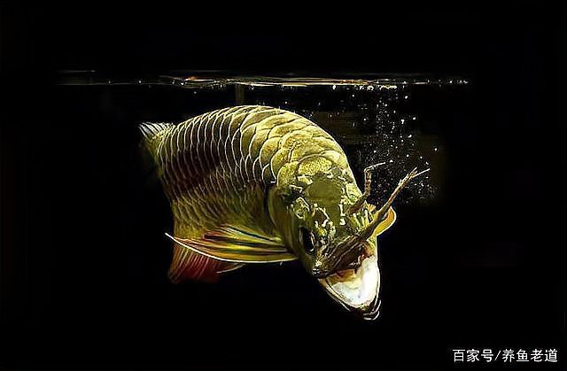 金龍魚受傷期間需要停食嗎？