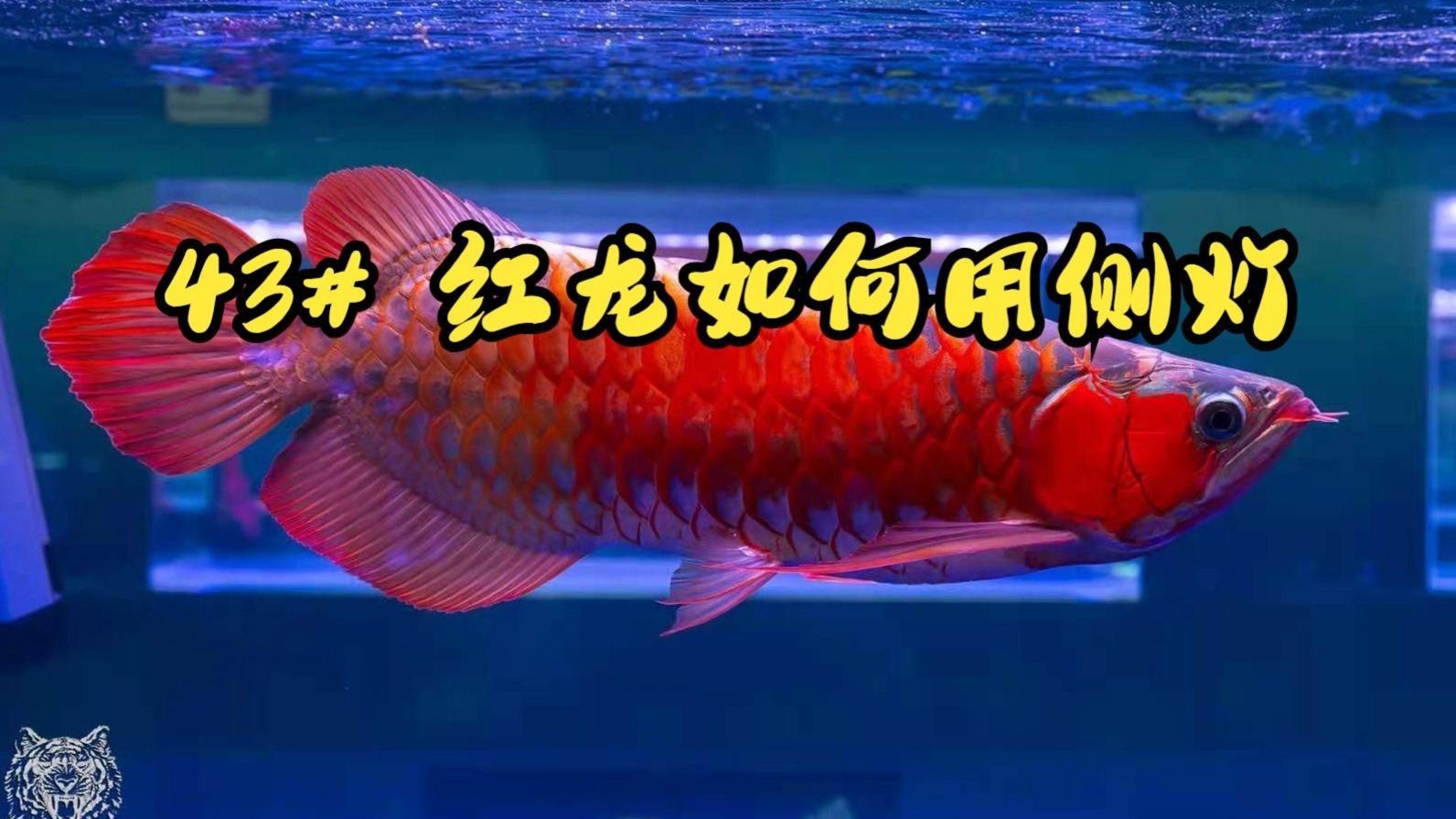 紅龍魚換燈時需要注意什么？