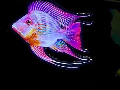 龍魚的最佳配魚方式：關于龍魚的最佳配魚方式