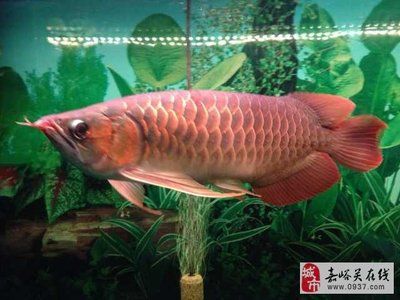 龍魚為什么要做手術(shù)：龍魚可能會患上各種鱗片疾病
