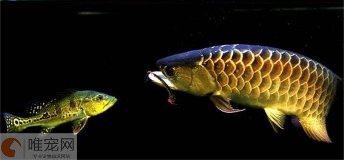 金龍魚的最佳配魚是什么魚啊，