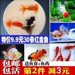 龍魚飼料可以喂錦鯉嗎視頻：龍魚飼料可以喂給錦鯉嗎？