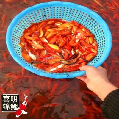 龍魚飼料可以喂錦鯉嗎視頻：龍魚飼料可以喂給錦鯉嗎？