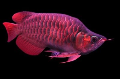 龍魚等級查詢網(wǎng)站，如何辨別龍魚芯片真?zhèn)?龍魚等級劃分標(biāo)準(zhǔn)介紹