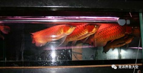 紅龍魚喂食小金娃怎么喂（紅龍魚喂食方法全攻略紅龍魚喂食正確方法全攻略）