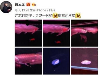 紅龍魚喂食小金娃怎么喂（紅龍魚喂食方法全攻略紅龍魚喂食正確方法全攻略）