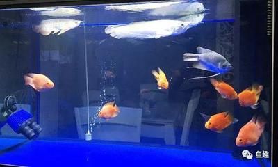 小魚直接放缸里喂龍魚可以嗎（直接將小魚放入魚缸喂龍魚會帶來健康風險嗎？） 小魚直接放缸里喂龍魚可以嗎（直接將小魚放入魚缸喂龍魚會帶來健康風險嗎？） 龍魚百科 第1張