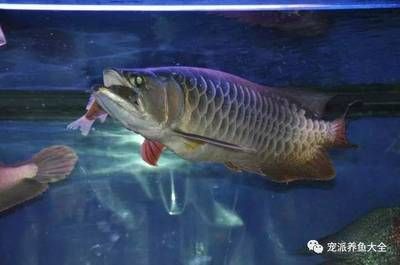 小魚直接放缸里喂龍魚可以嗎（直接將小魚放入魚缸喂龍魚會帶來健康風險嗎？） 小魚直接放缸里喂龍魚可以嗎（直接將小魚放入魚缸喂龍魚會帶來健康風險嗎？） 龍魚百科 第4張