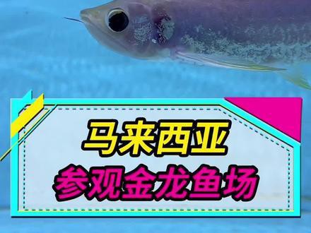 金龍魚和紅龍魚區(qū)別圖片