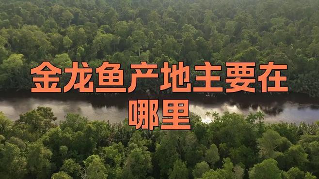 金龍魚和紅龍魚區(qū)別圖片