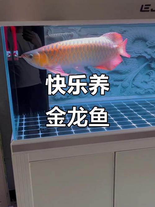 金龍魚和紅龍魚區(qū)別圖片