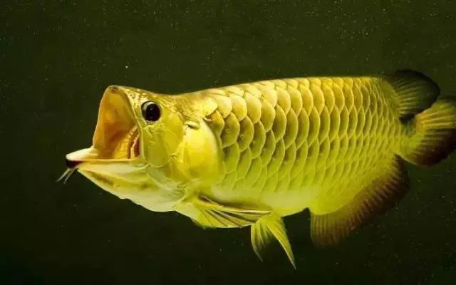 金龍魚和紅龍魚區(qū)別圖片