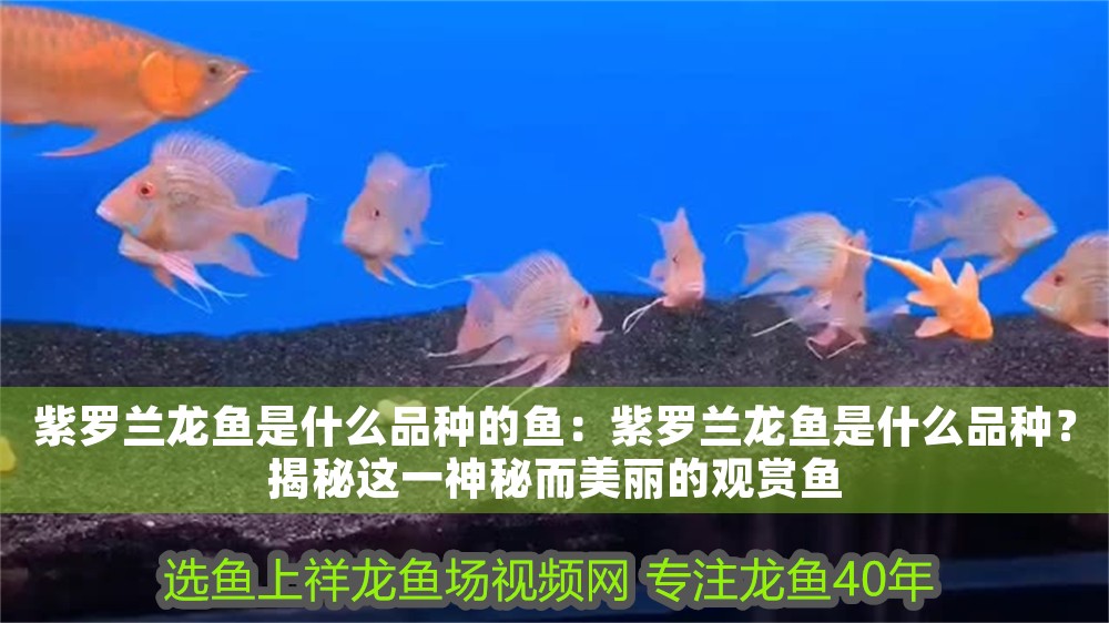 紫羅蘭龍魚是什么品種的魚：紫羅蘭龍魚是什么品種？揭秘這一神秘而美麗的觀賞魚