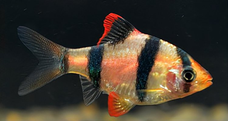 虎斑恐龍魚繁殖周期多長