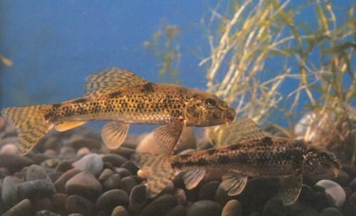 龍魚虎魚鳳魚區別：龍魚是一種