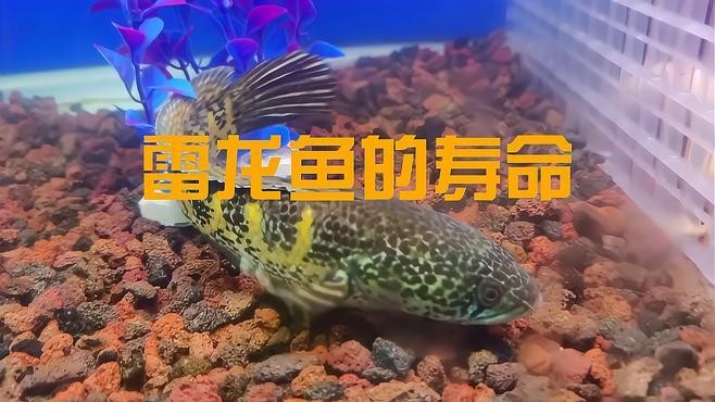 雷龍魚認主后能活多久？