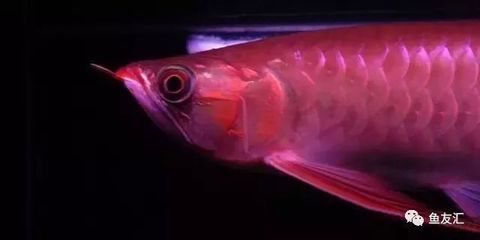 龍魚一個眼睛凸出來了怎么辦：龍魚單眼凸出怎么辦 龍魚一個眼睛凸出來了怎么辦：龍魚單眼凸出怎么辦 龍魚百科 第1張