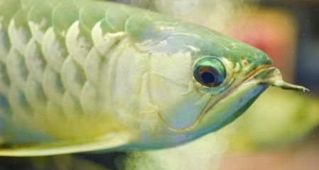 龍魚一個眼睛凸出來了怎么辦：龍魚單眼凸出怎么辦 龍魚一個眼睛凸出來了怎么辦：龍魚單眼凸出怎么辦 龍魚百科 第5張