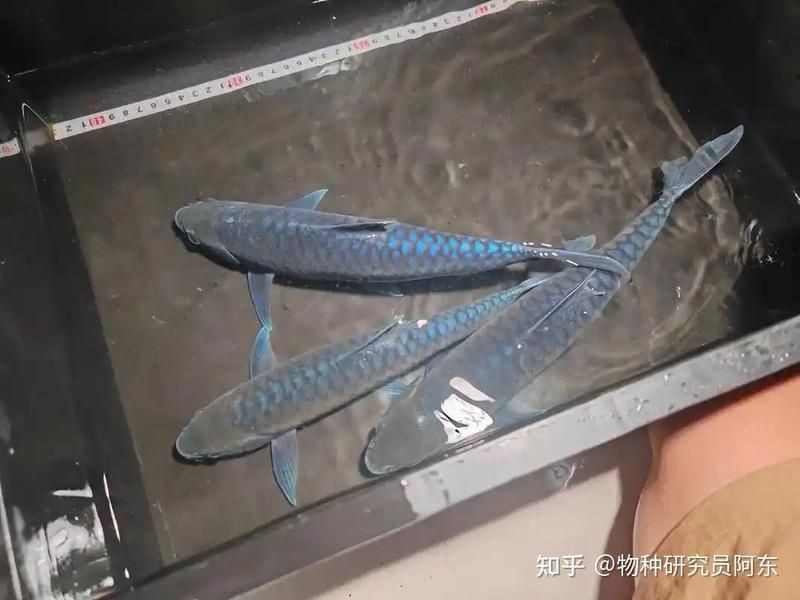 藍面財神魚科普