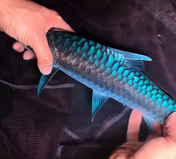 藍面財神魚科普