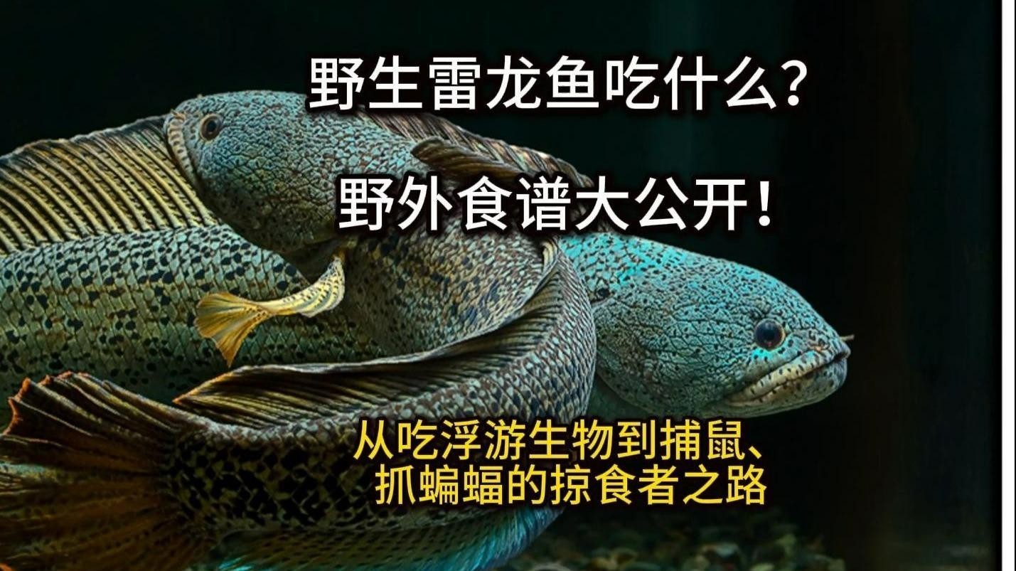 雷龍魚的食物有哪些？