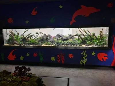養龍魚用造景嗎：養龍魚是否使用造景取決于個人的喜好和養魚的經驗
