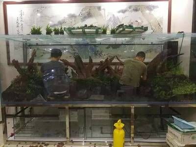 養龍魚用造景嗎：養龍魚是否使用造景取決于個人的喜好和養魚的經驗
