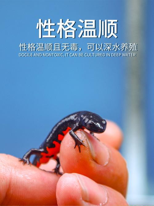 有哪些品牌的小火龍魚玩具推薦？
