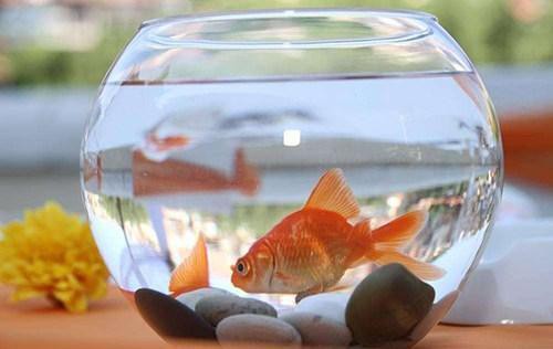 金龍魚水溫32度可以嗎