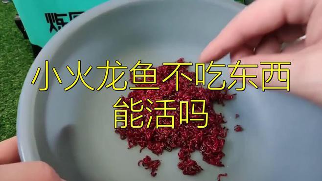 火龍魚可以多久不喂食？