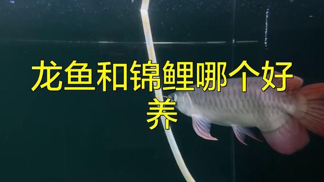 養錦鯉還是養龍魚