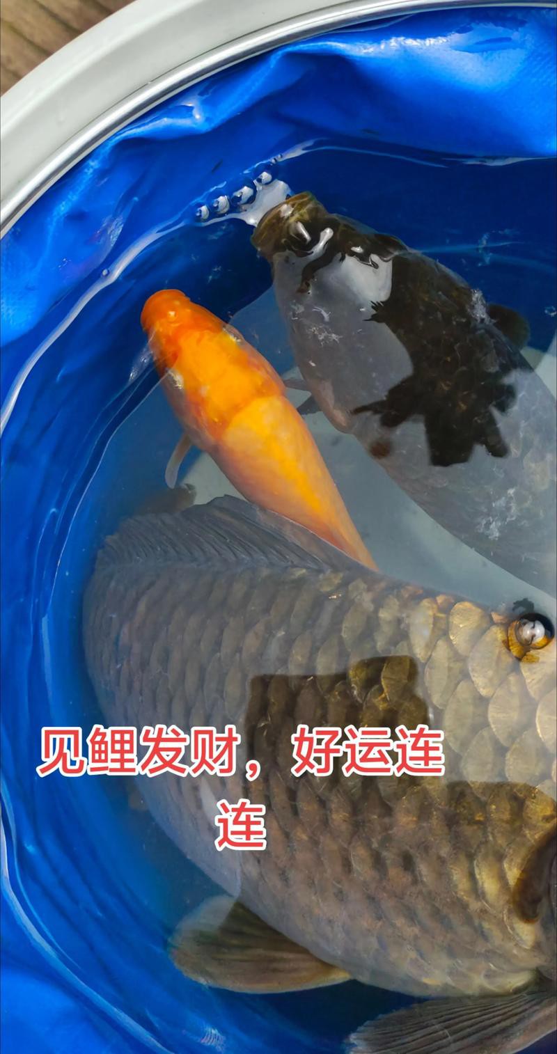 養錦鯉還是養龍魚