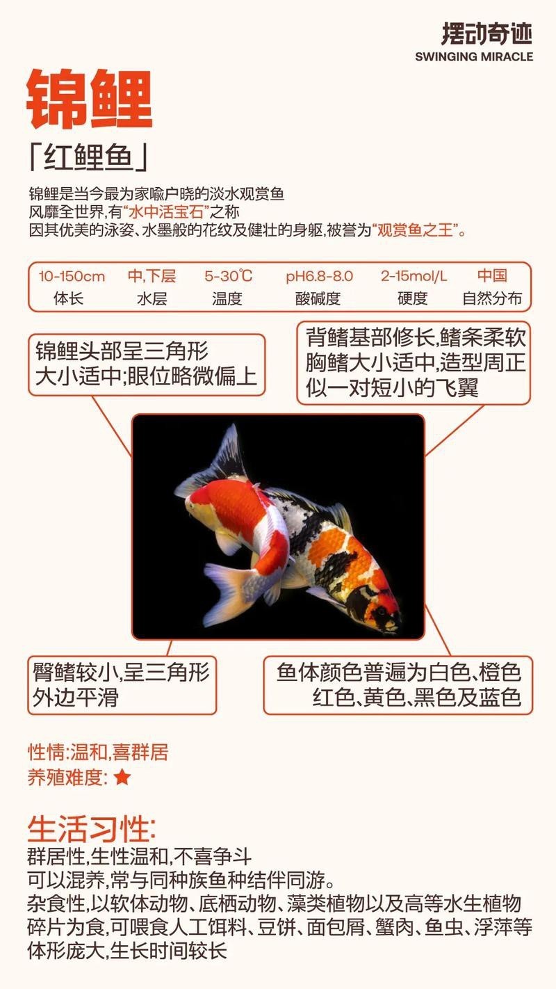 養錦鯉還是養龍魚