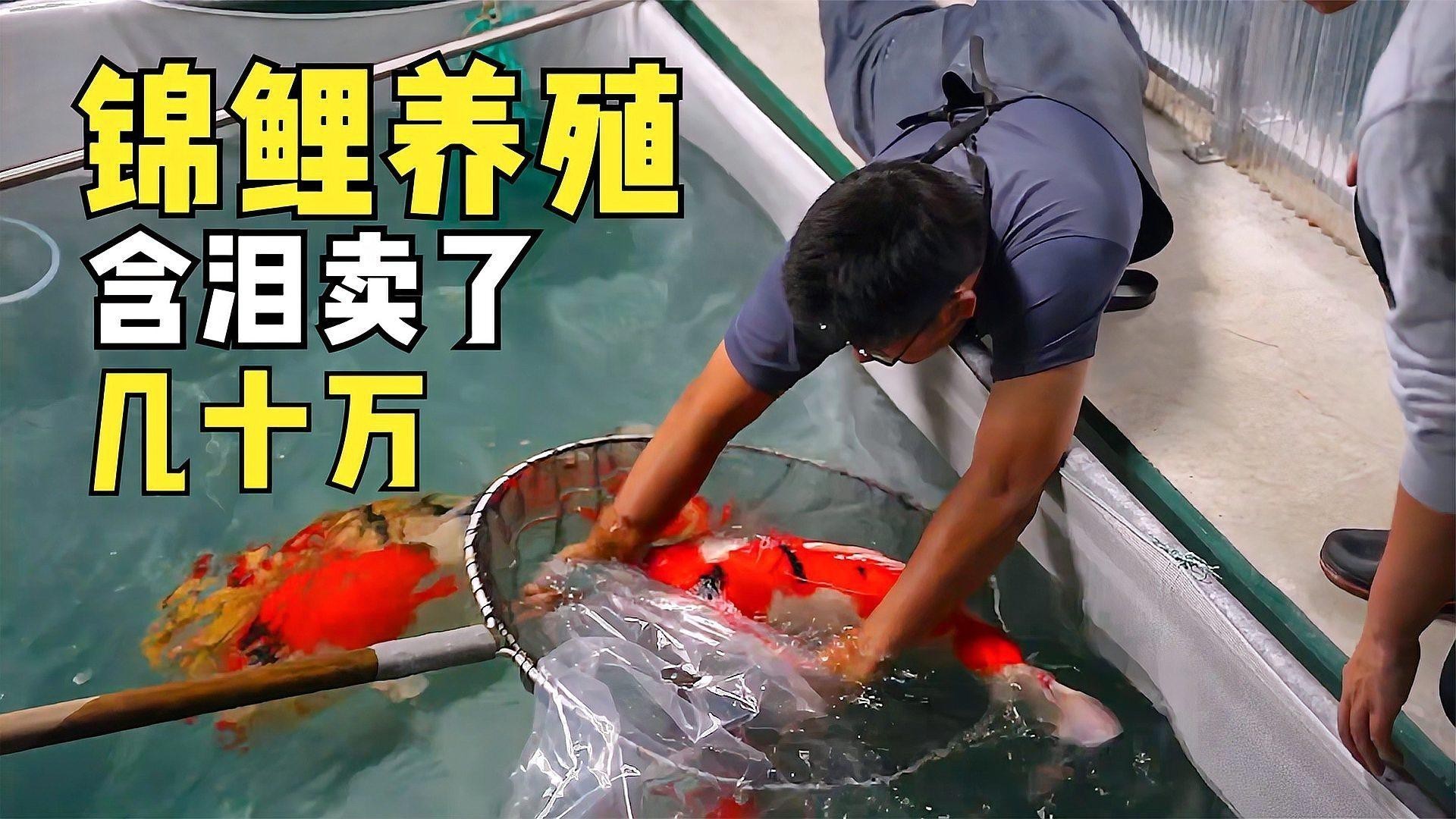 養錦鯉還是養龍魚