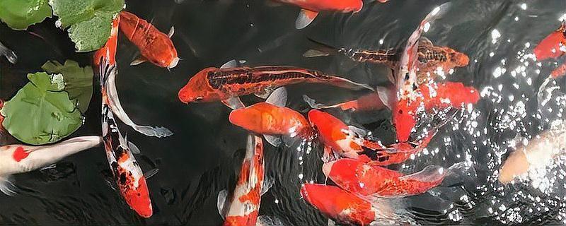 養錦鯉還是養龍魚