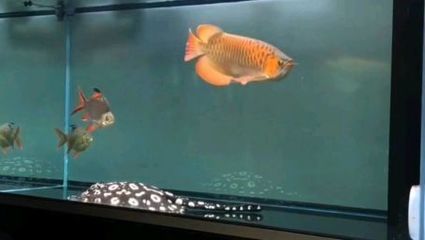 紅龍魚不愛游動是怎么回事兒（紅龍魚不愛游動可能由多種原因引起）