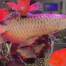 龍魚受驚要開燈嗎：\"龍魚受驚后的處理方法及飼養經驗和知識